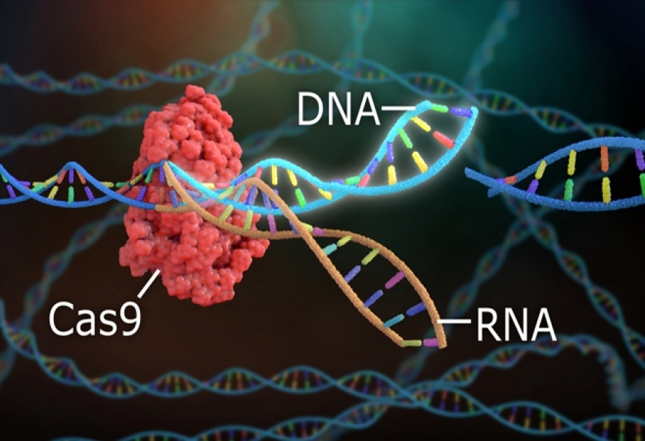 Molekulyar bioloqlar CRISPR/Cas9 genom redaktorunun yeni formasını yaradıblar